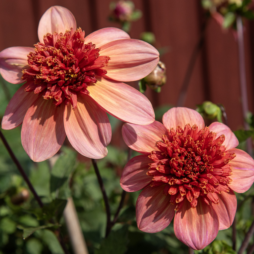 Anemone-dahlia 'Totally Tangerine', anemone-dahlia med ca. 7-10 cm store, åbne, koralrosa til abrikosfarvede enkle blomster.