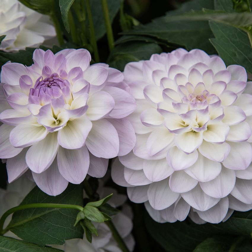 Dekorativ dahlia 'Eveline' 1 stk.