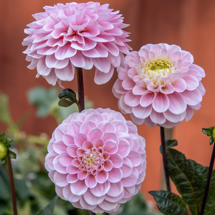 Pompondahlia 'Wizard of Oz', pompondahlia med ca. 8-10 cm store, tætte, perfekt kuglerunde, lyserøde til pastelrosa blomster.