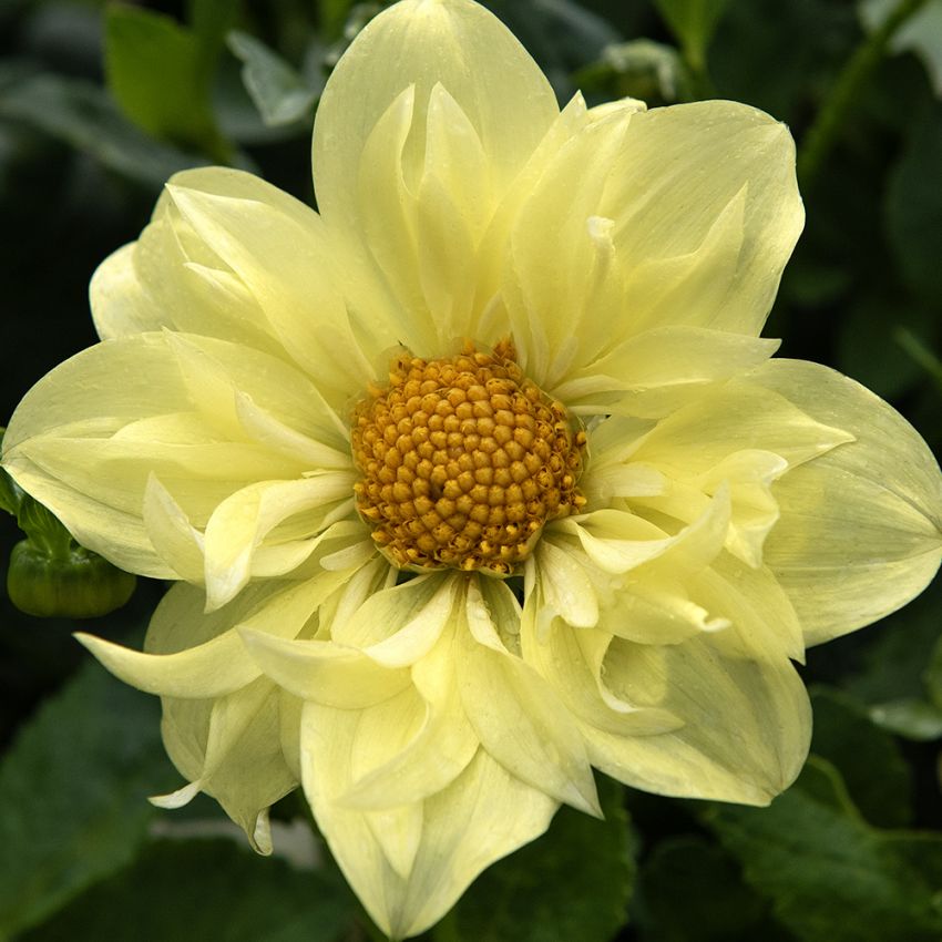 Halskrave-dahlia 'Yellow Bird' 1 stk.