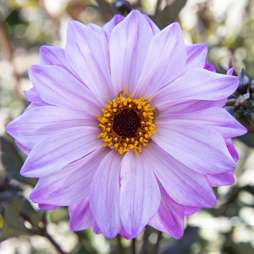 Pæondahlia 'Bishop of Leicester' 1 stk.