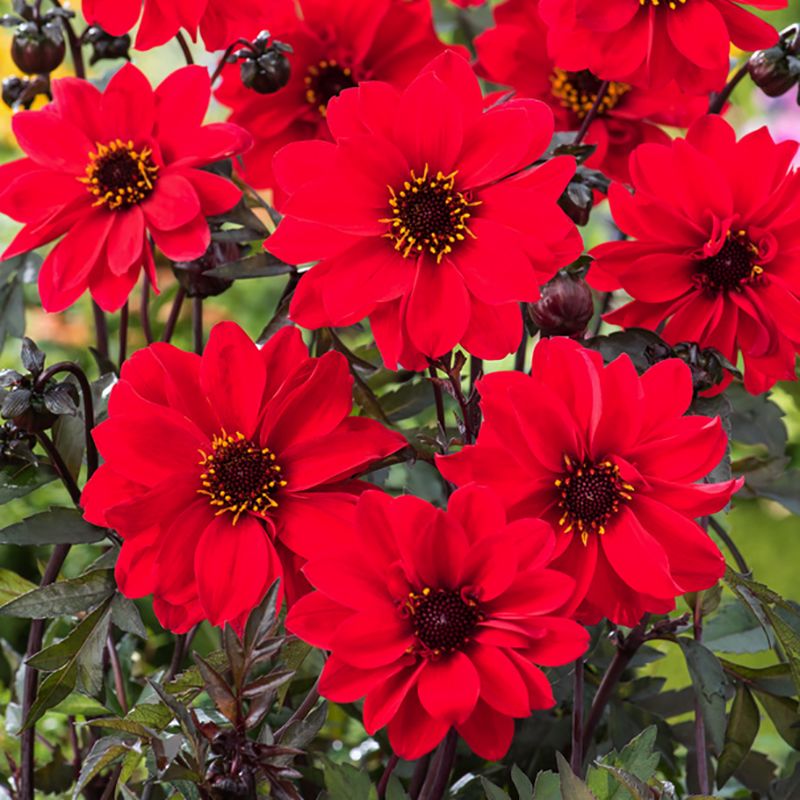 Pæondahlia 'Bishop of Llandaff' 1 stk.