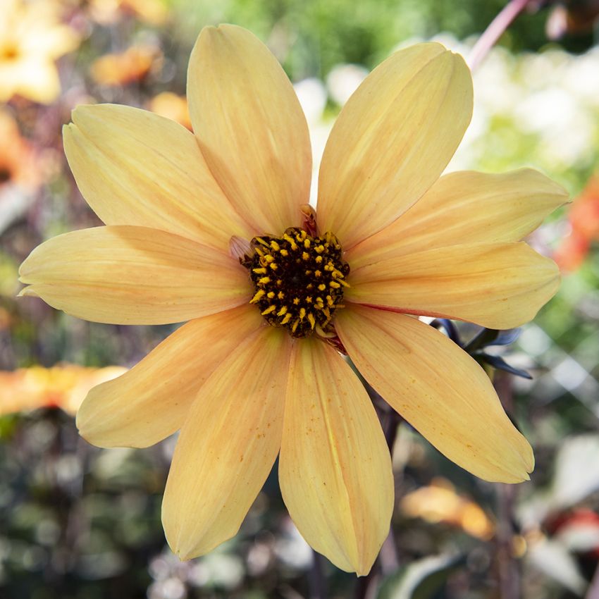 Pæondahlia 'Bishop of York' 1 stk.