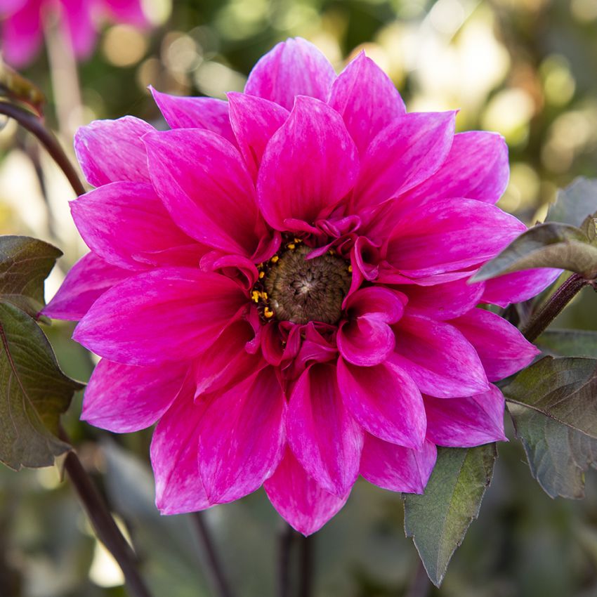 Pæondahlia 'Fascination' 1 stk.