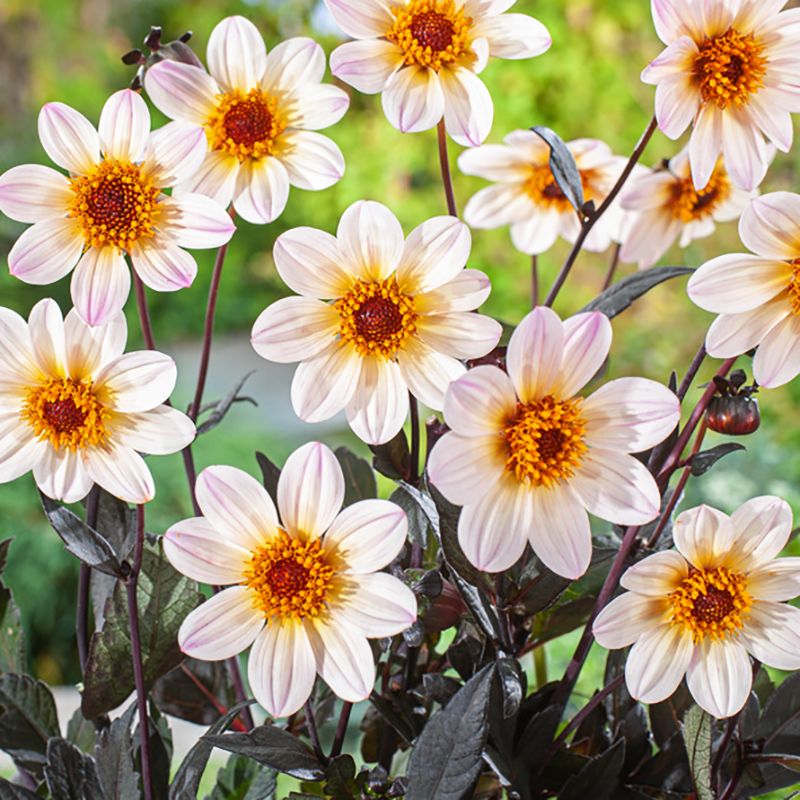 Enkel havedahlia 'Happy Days Cream White' 1 stk.