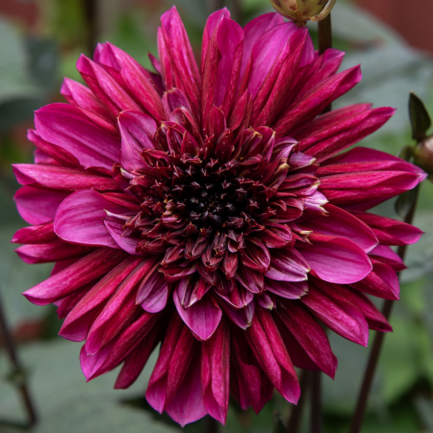 Anemone-dahlia 'Purple Haze', ca. 10-15 cm store, strålende purpurlilla og ceriserøde blomster blomster med en mørk og tæt midtkrone.