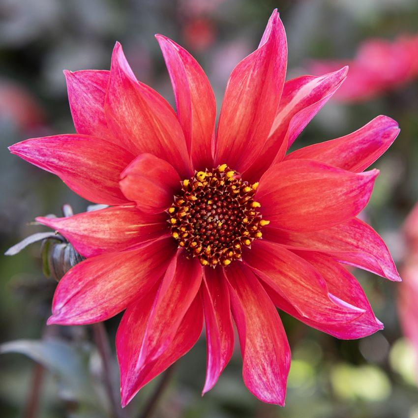 Pæondahlia 'Waltzing Matilda' 1 stk.