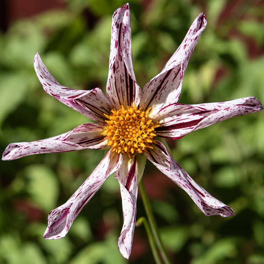 Orkidédahlia 'Destiny´s Teachers'