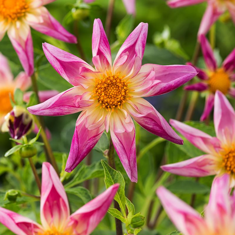 Orkidédahlia 'Fancy Pants' 1 stk.