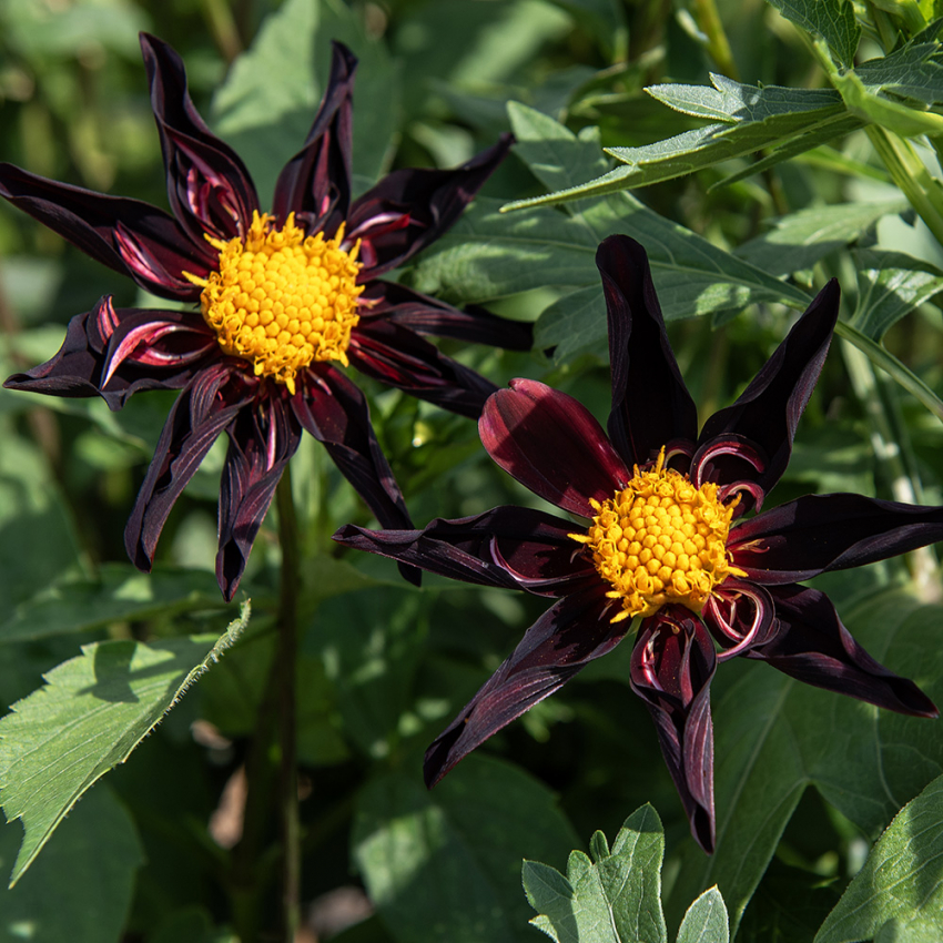 Orkidédahlia 'Verrone's Obsidan' 1 stk.