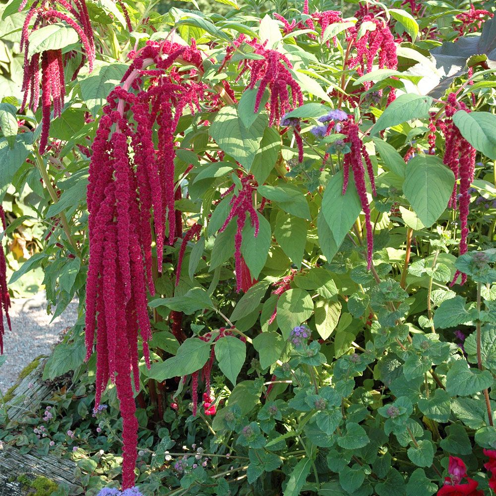 Rævehale 'Red Tails'