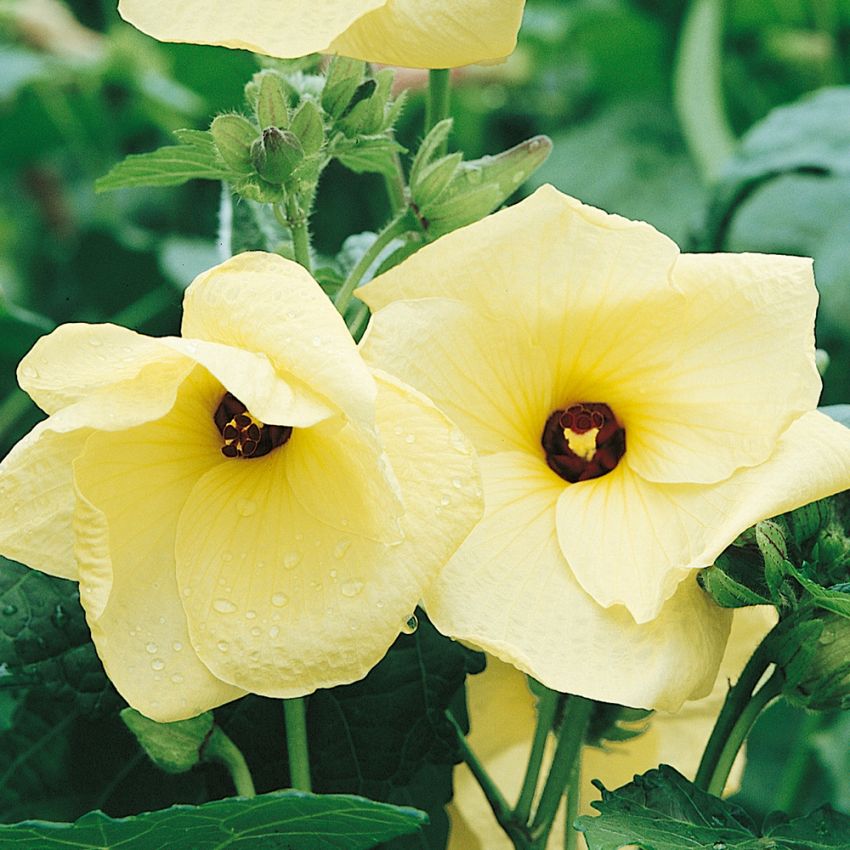 Tropisk Hibiscus 'Sunset'