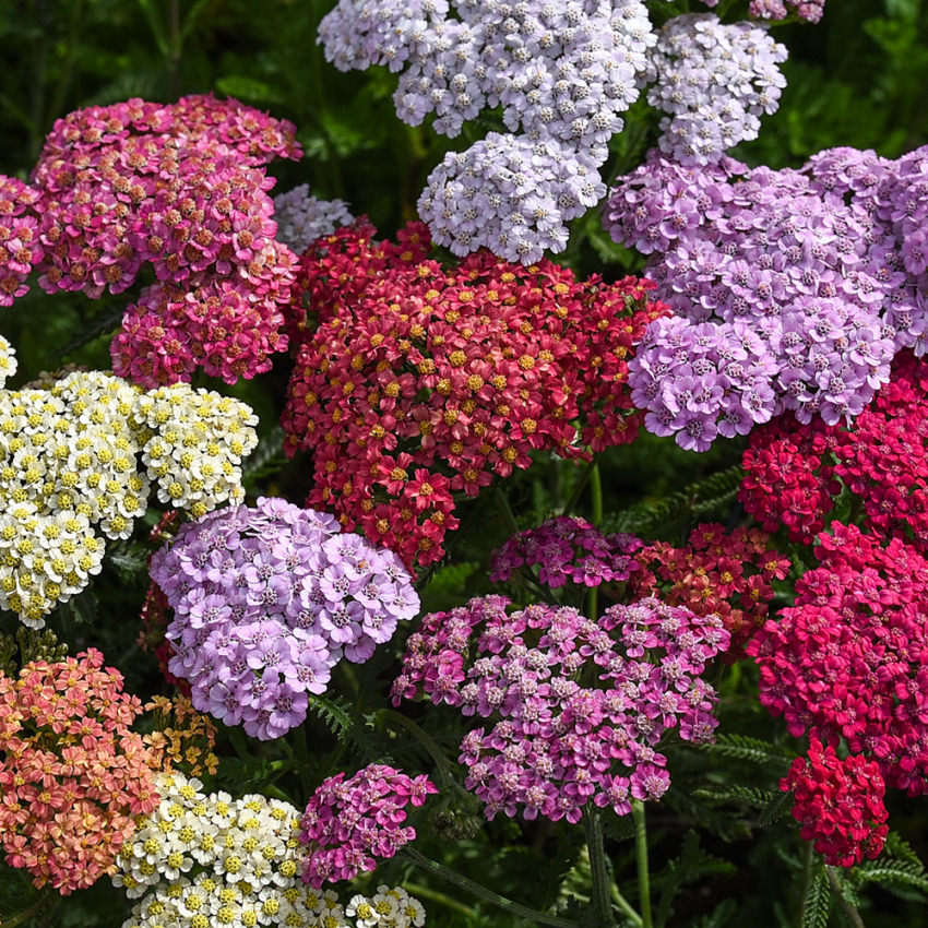 Røllike 'Flowerburst Fruit Bowl'