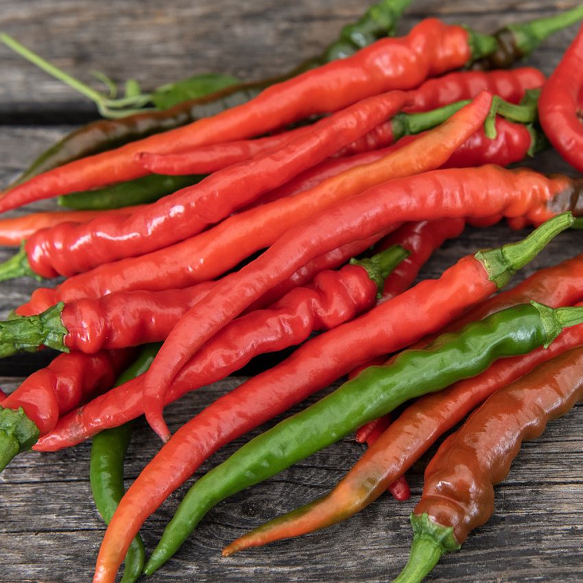 Chilipeber 'Cayenne Long Slim'