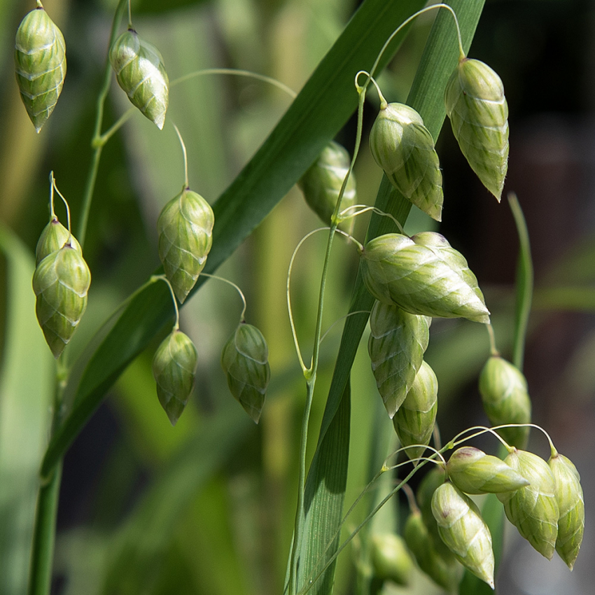 Italiensk Hjertegræs i gruppen Frø / Etårige blomster hos Impecta Fröhandel (2050)