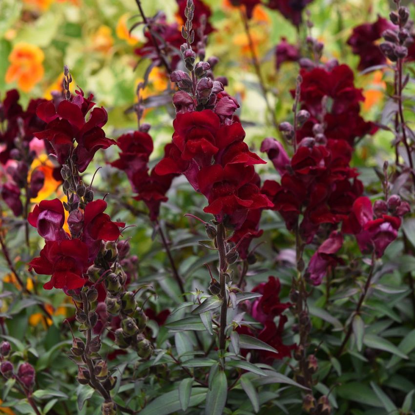 Løvemund 'Black Prince'