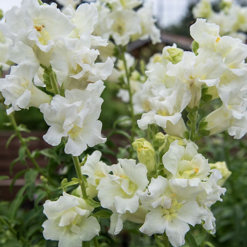 Løvemund F1 'Madame Butterfly Ivory'