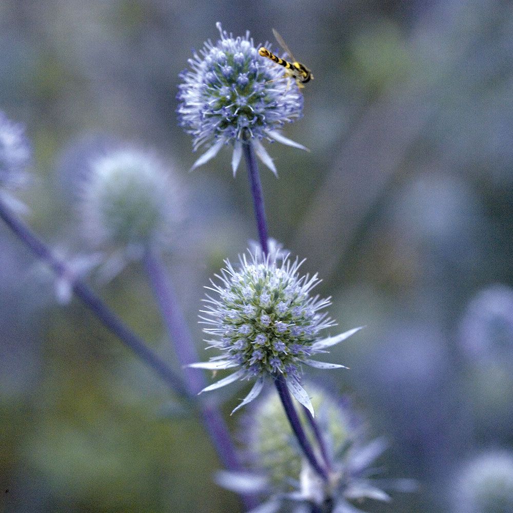 Russisk Mandstro 'Blue Glitter'