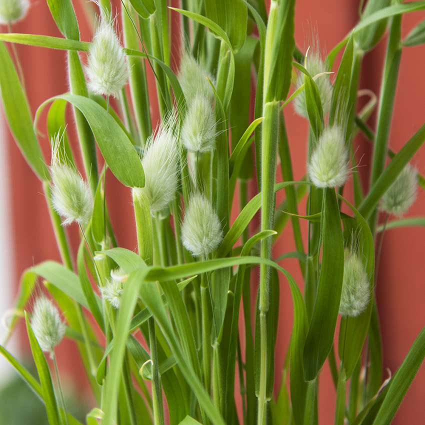 Harehale i gruppen Frø / Etårige blomster hos Impecta Fröhandel (2200)