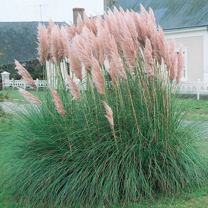 Rød Pampasgræs 'Pink Feather'