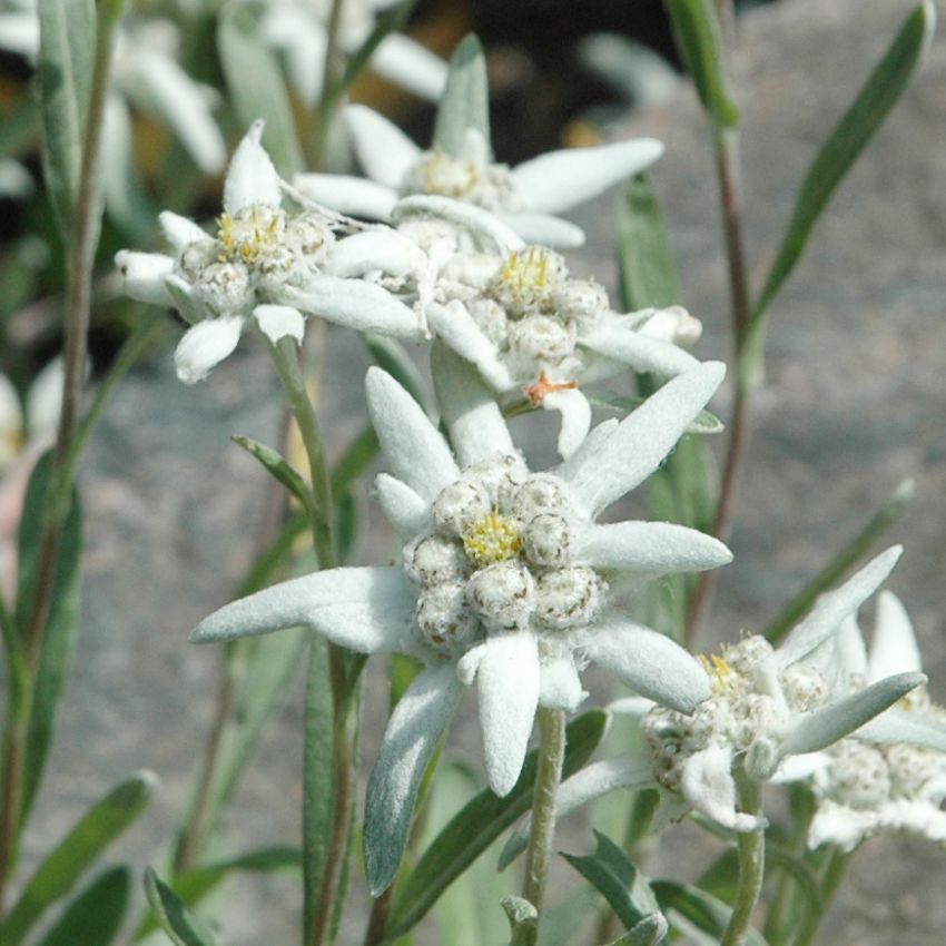 Edelweiss