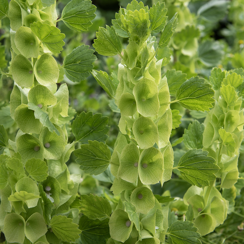 Tragtbæger i gruppen Frø / Etårige blomster hos Impecta Fröhandel (2260)