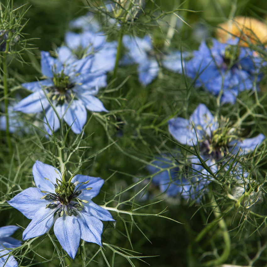 Jomfru i det grønne 'Miss Jekyll' i gruppen Frø / Etårige blomster hos Impecta Fröhandel (2275)