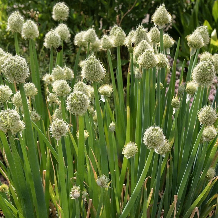 Pibeløg 'Winter Nest'