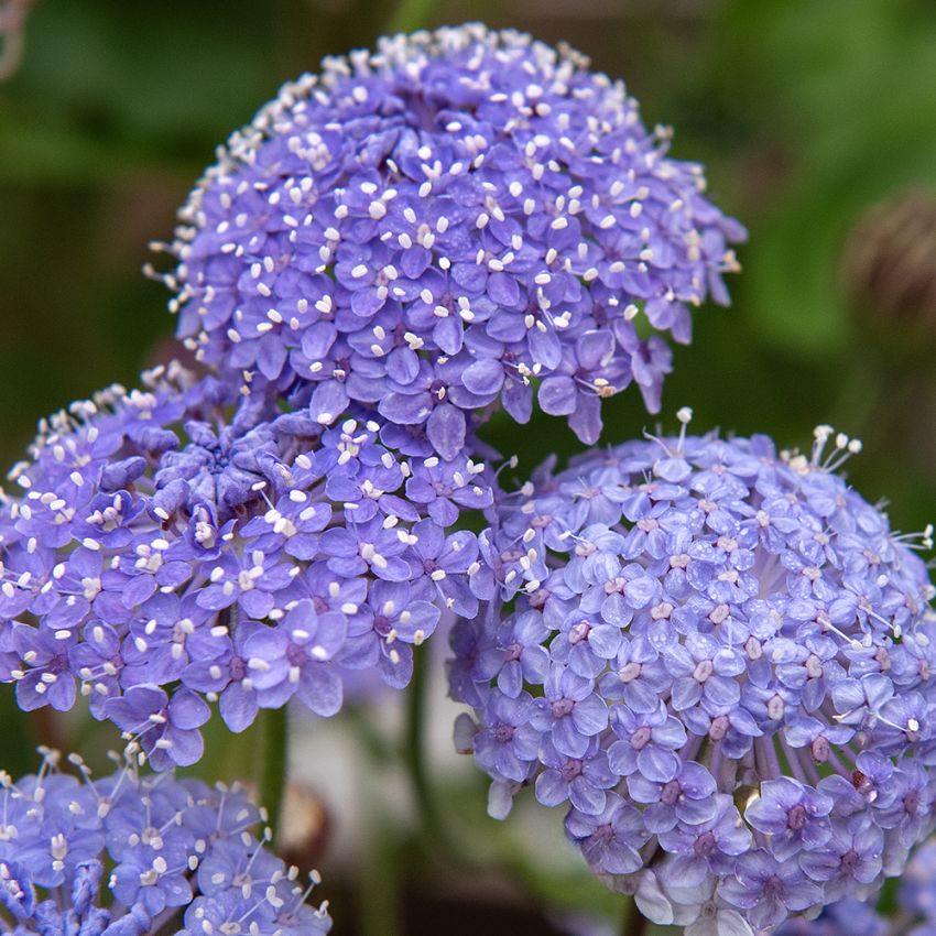 Blå kniplingsblomst 'Lace Blue'