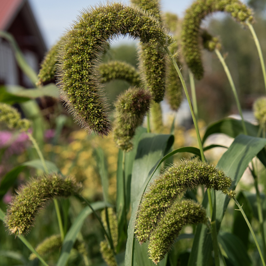 Pyntehirse i gruppen Frø / Etårige blomster hos Impecta Fröhandel (2350)