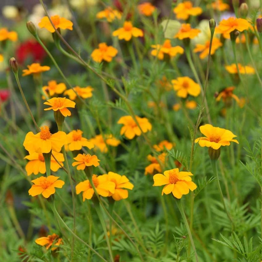 Grøngødning Tagetes 'Ground Control'