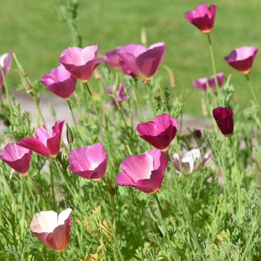 Californisk Guldvalmue 'Purple Gleam'