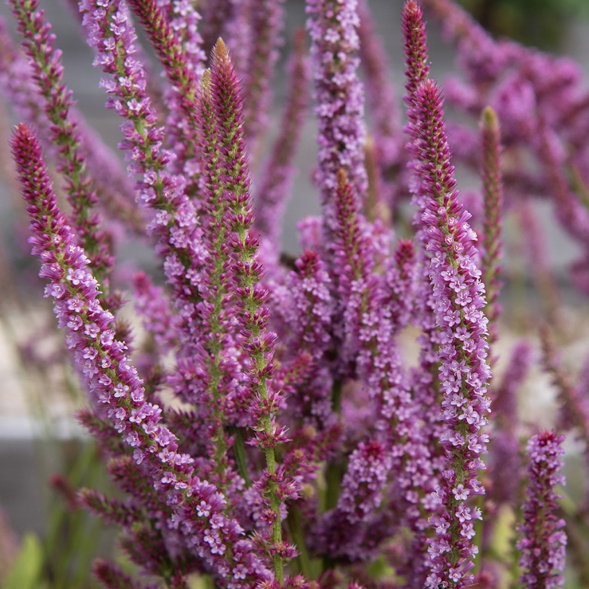 Akshindebæger i gruppen Frø / Etårige blomster hos Impecta Fröhandel (2375)