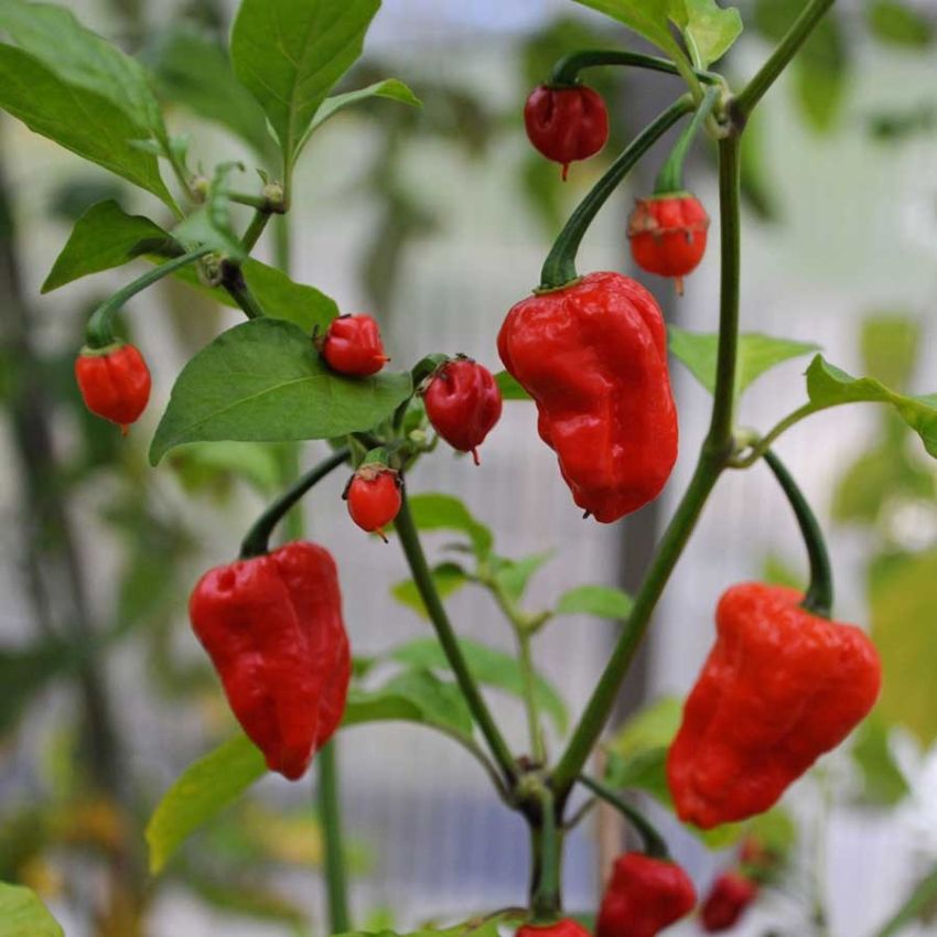 Habanero-chili 'Naga Jolokia'