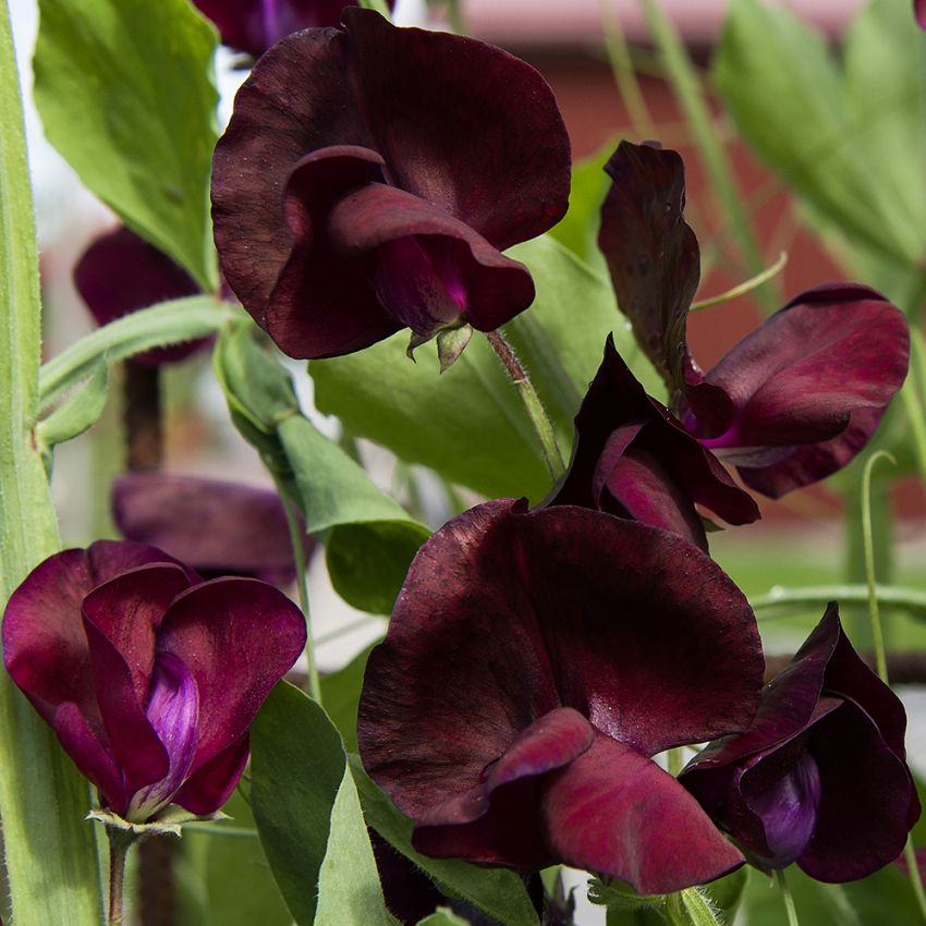 Ærteblomst 'Spencer Beaujolais'