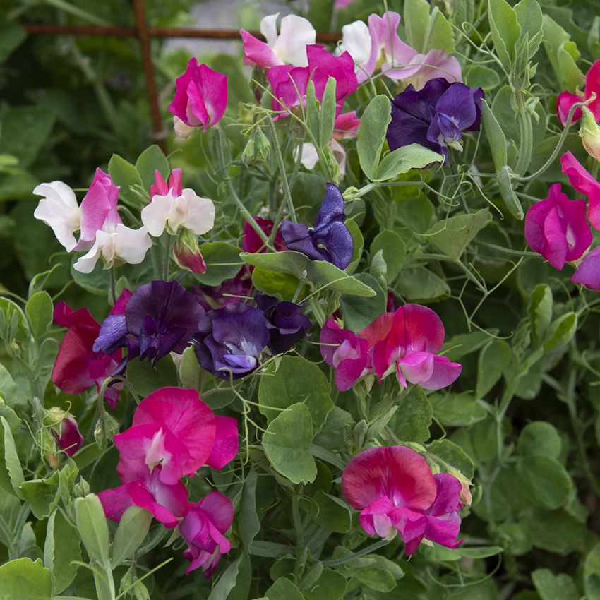 Dværg Ærteblomst 'Patio Mixed'