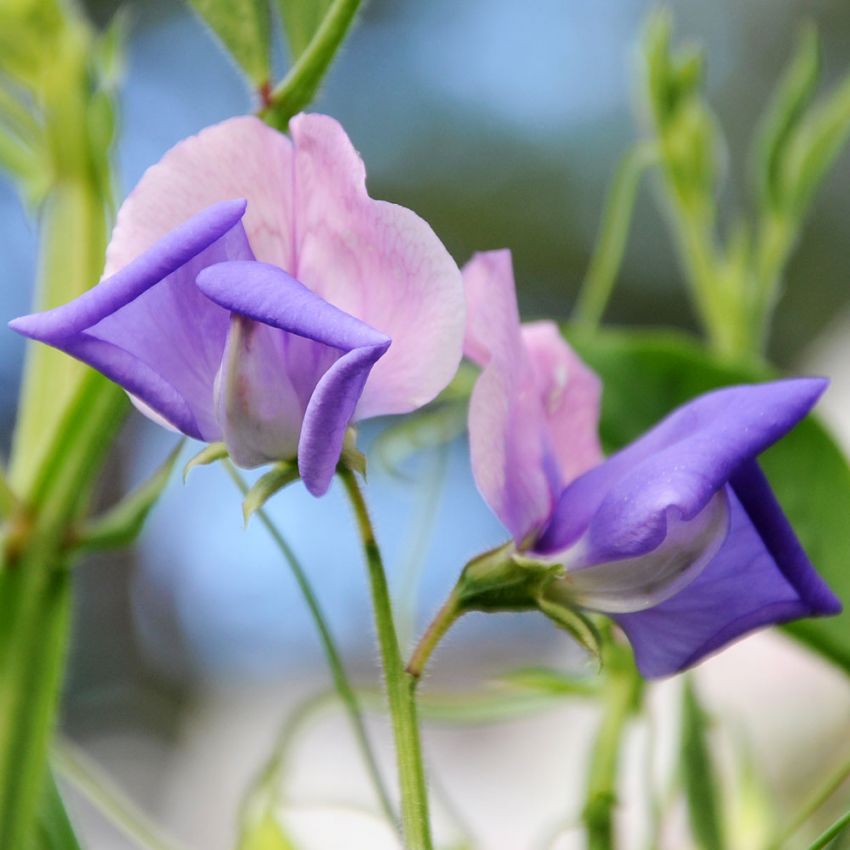 Ærteblomst 'Erewhon'