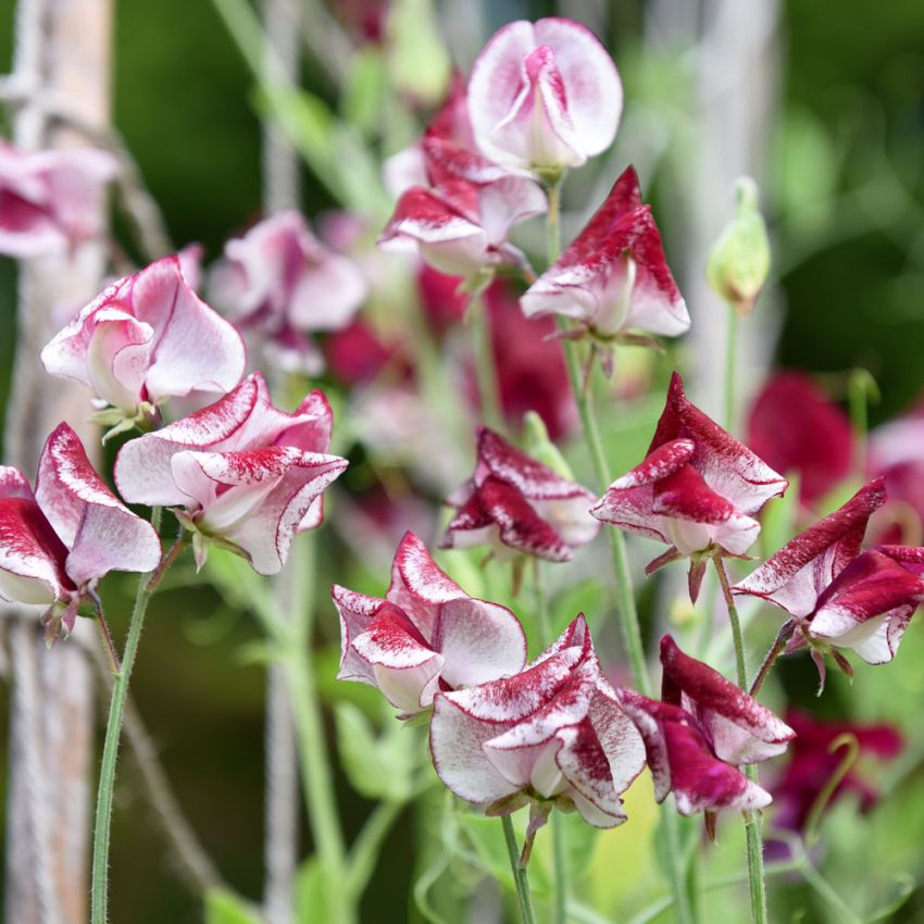 Ærteblomst 'Spencer Wiltshire Ripple'