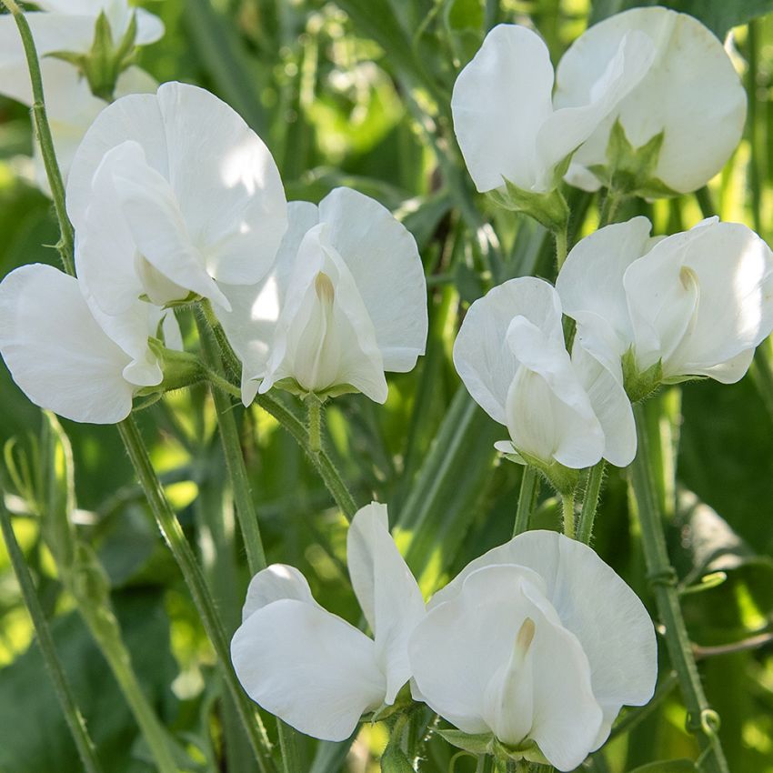 Ærteblomst 'Royal White'