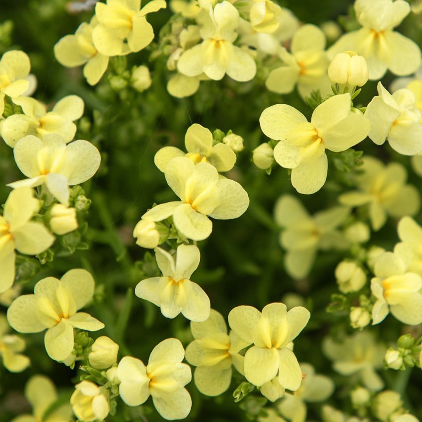 Linaria x versicolor 'Fantasista Yellow'