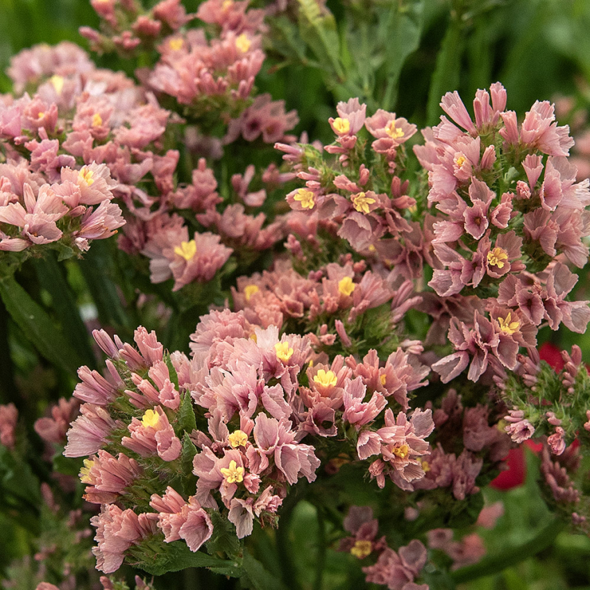 Hindebæger 'Apricot Shades'