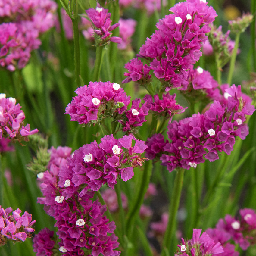 Hindebæger 'Carmine Rose'