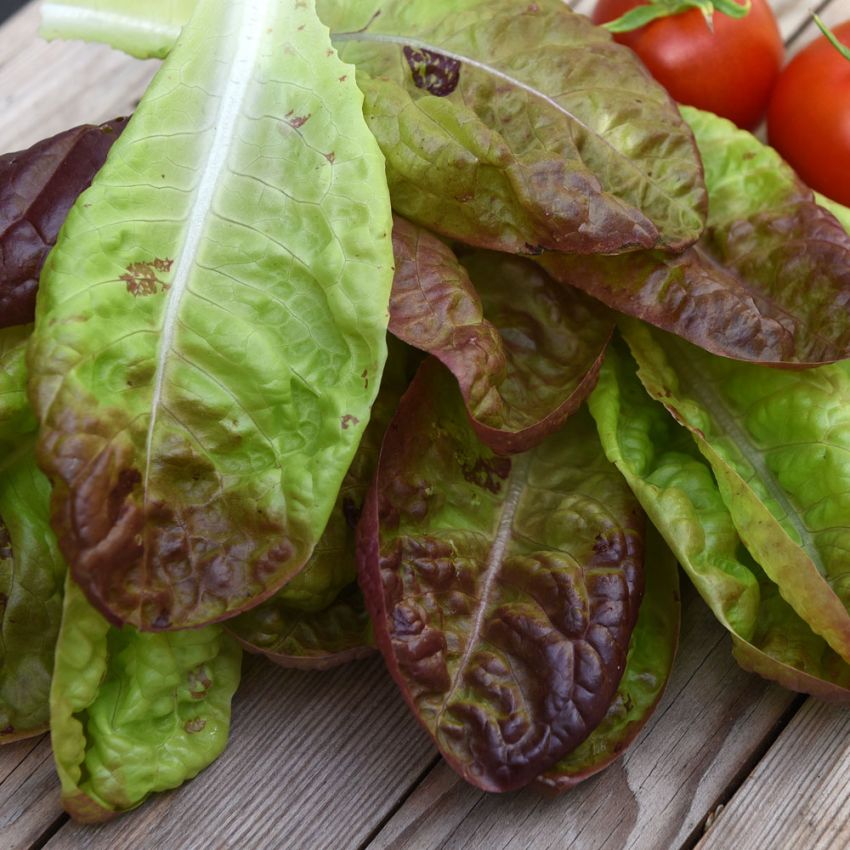 Hovedsalat 'Merveille Des Quatre Saisons'