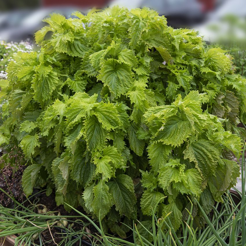 Bladmynte 'Green Ruffled'