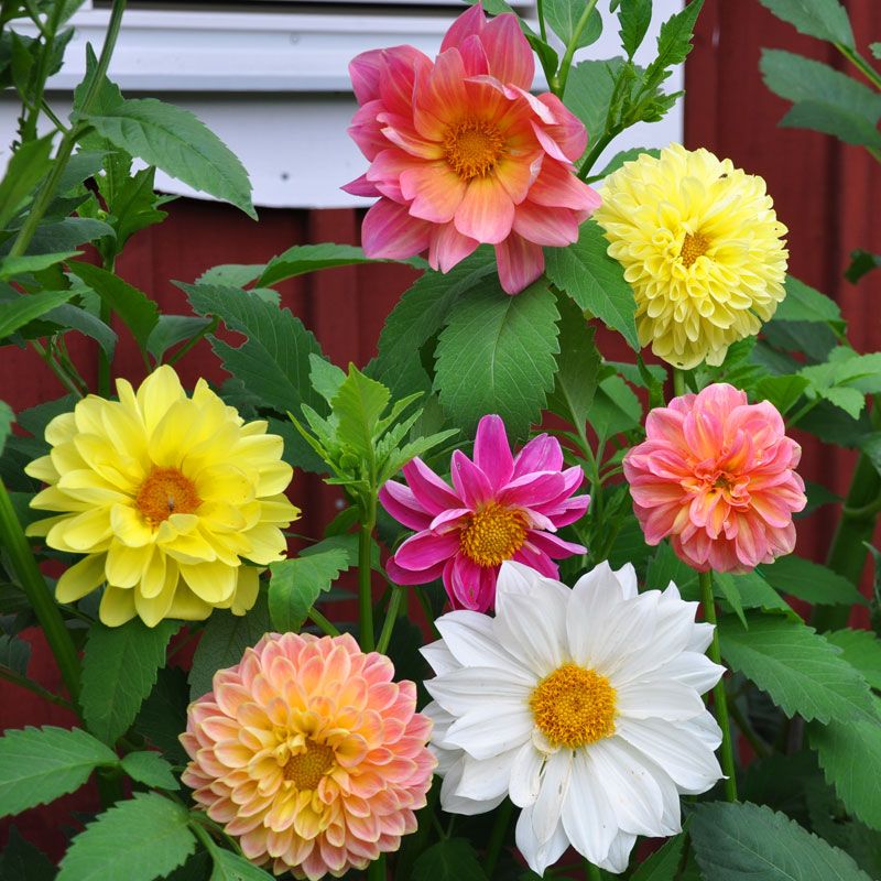 Dekorativ Dahlia 'Giants'