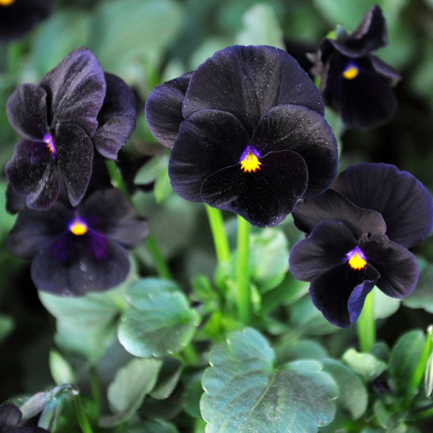 Hornviol F1 'Sorbet Black Delight'