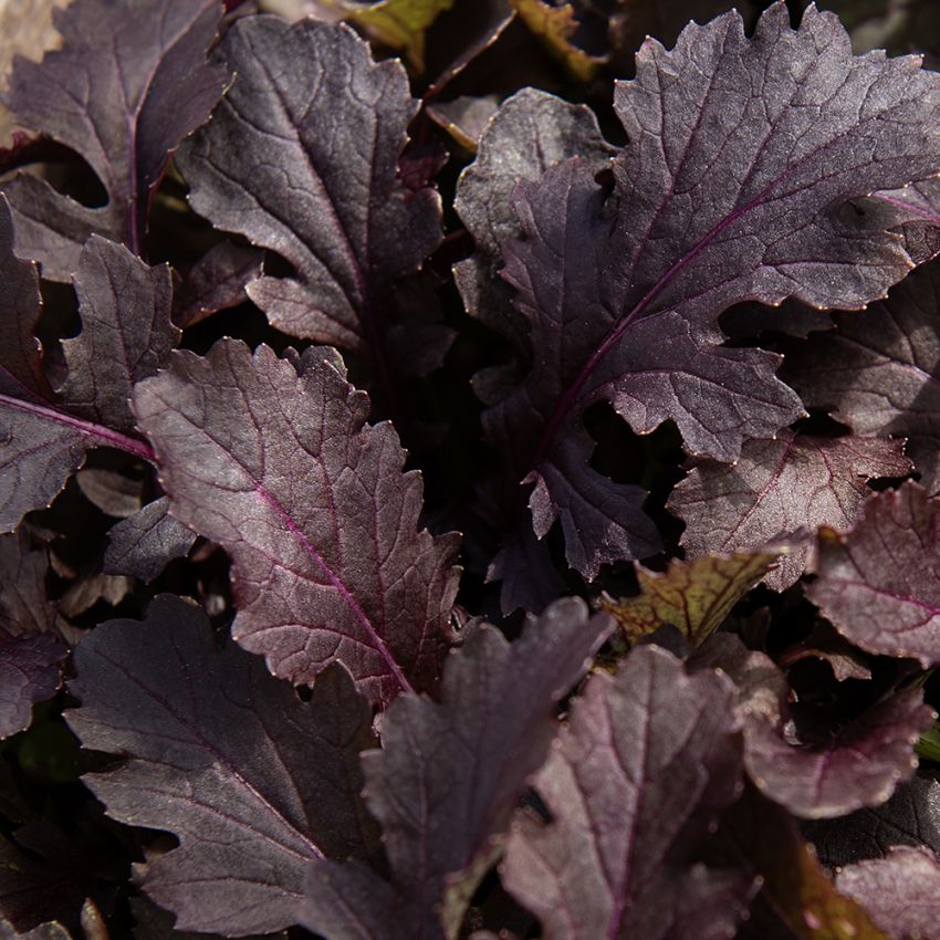 Bladsennep 'Crimson Red'