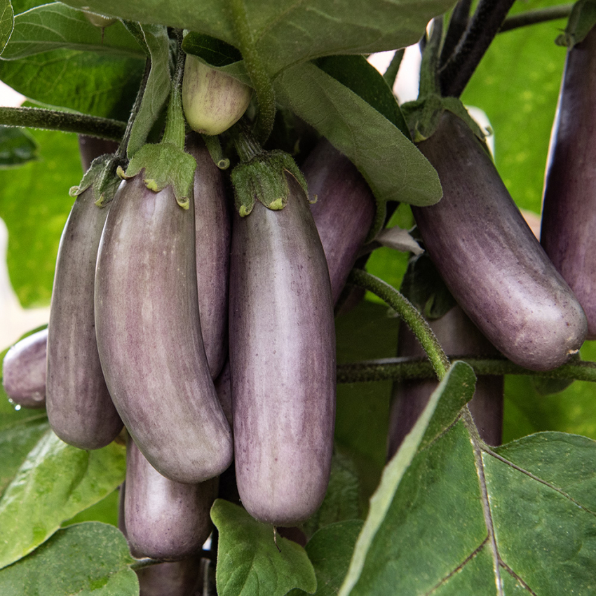 Aubergine 'Slim Jim'