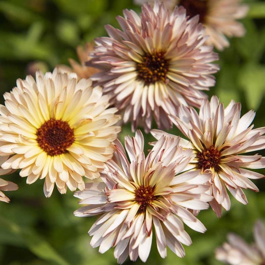 Morgenfrue 'Pygmy Buff'