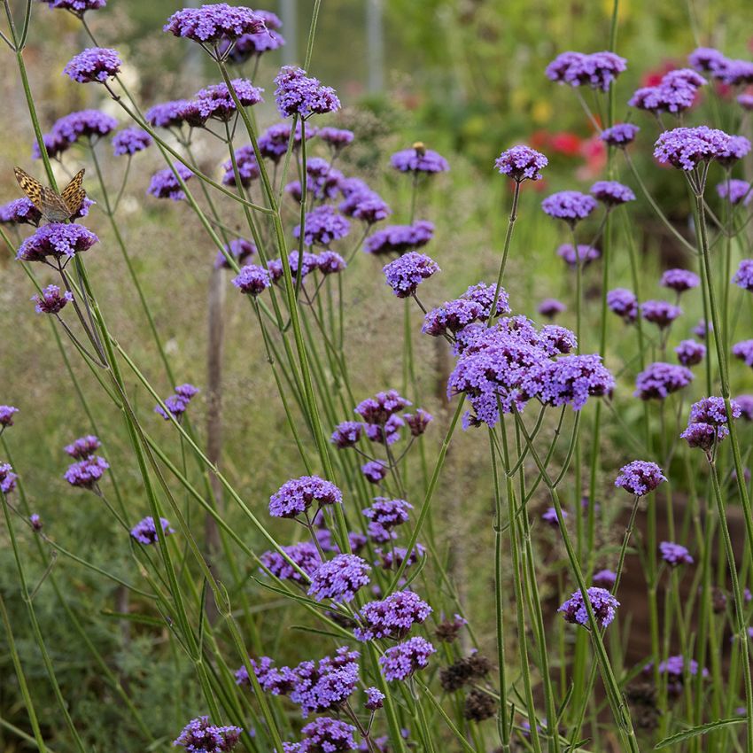 Kæmpe Verbena 'Vanity'